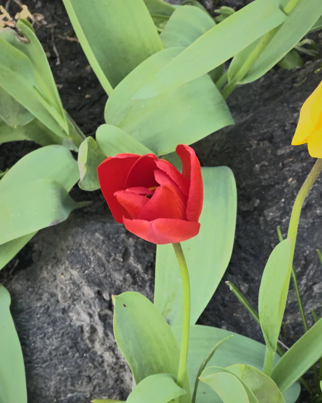 A red tulip among green leaves