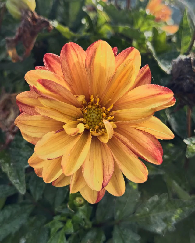 An orange and yellow dahlia