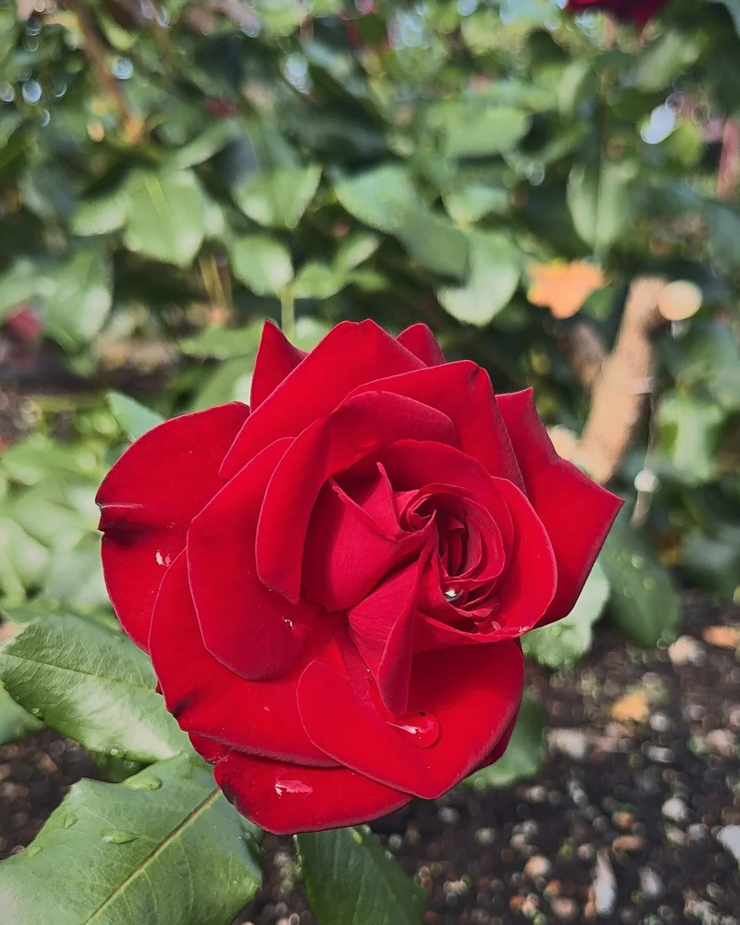A red rose among green leaves