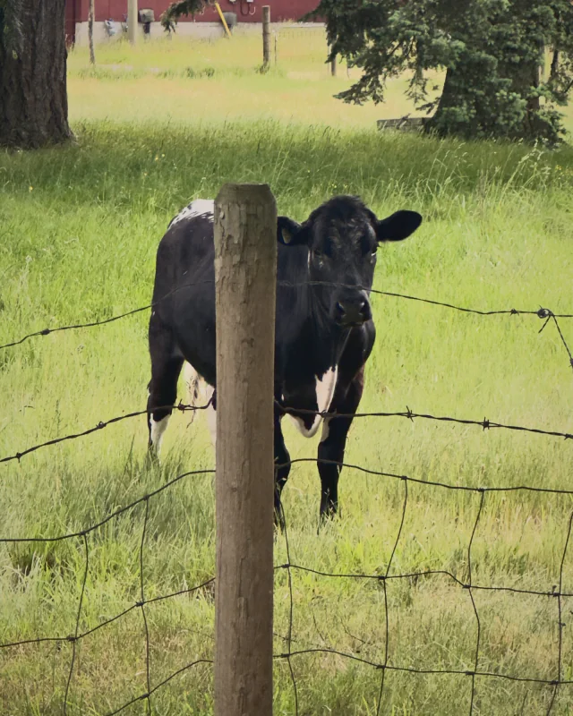A black cow behind a wire fence in a field