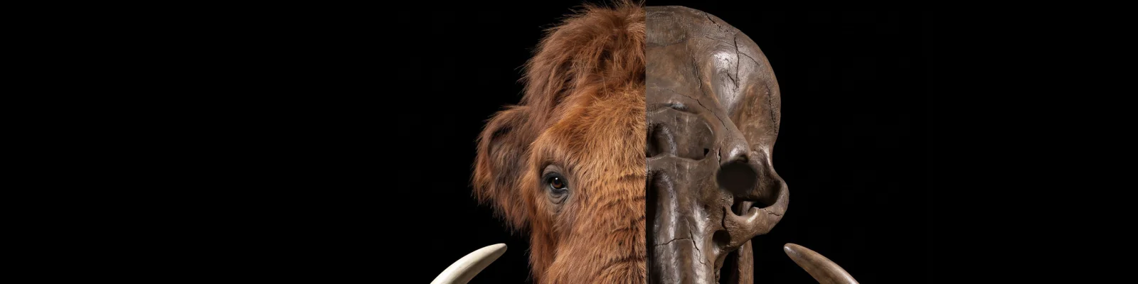 A mammoth's head, half furred and living, half bare skull, with its tusks curving at the bottom, on black.