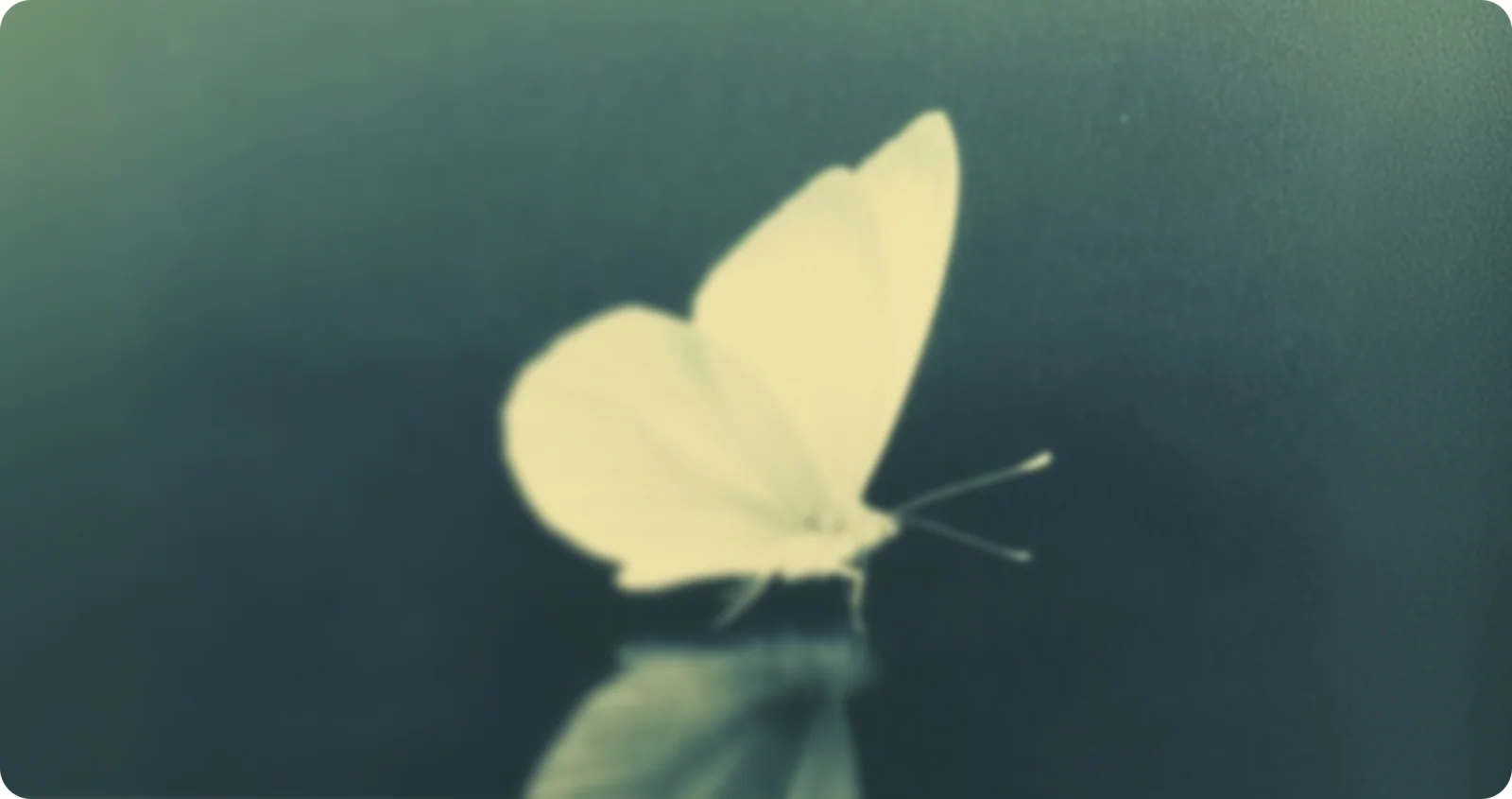 A blurred pale yellow butterfly against a dark teal ground, with the NeuroKind colour mark laid over it.
