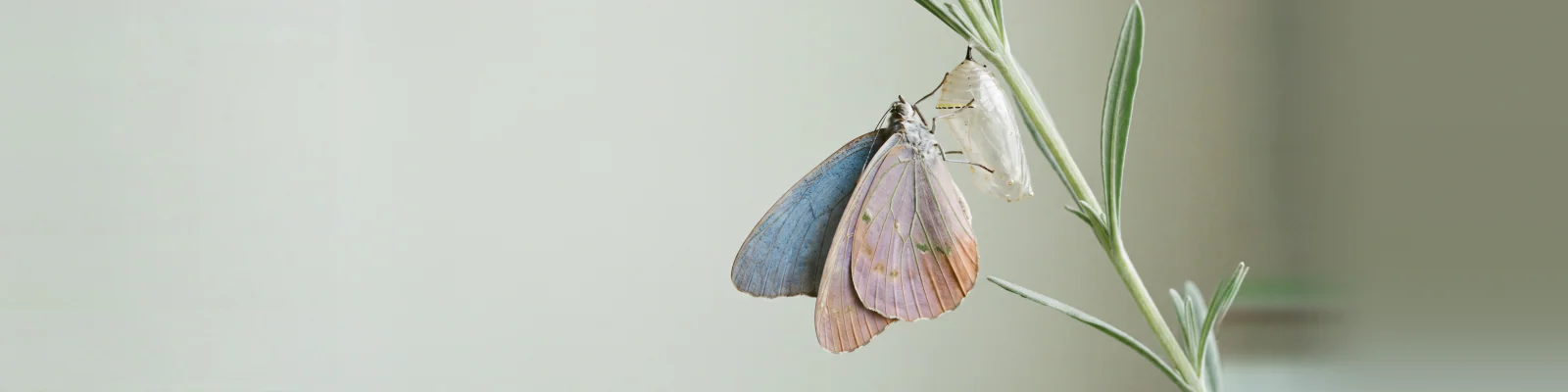 A pale blue and pink butterfly hanging beside an empty chrysalis on a green sprig, against a soft sage ground.