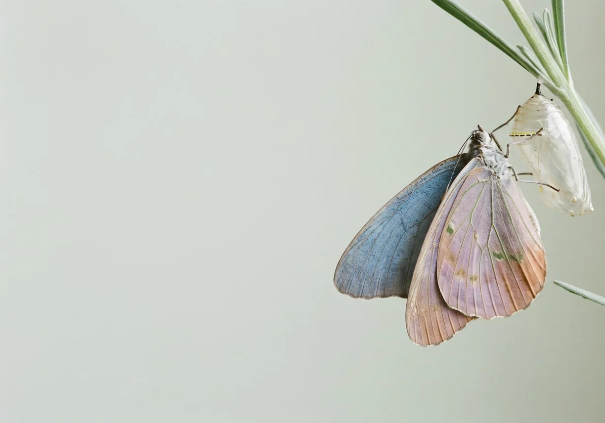 A butterfly with blue and pink wings hanging from a stem beside a pale chrysalis, on a soft green ground